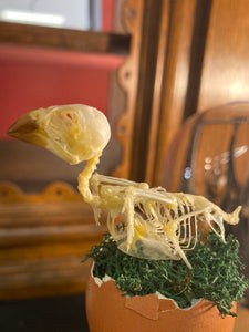 Squelette d’oiseau dans un œuf avec coquetiers