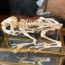 Charger l&#39;image dans la galerie, Véritable squelette de crapaud «duttaphrynus melanostictus » dans sa boîte en verre

