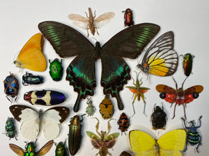 Cadre aux papillons, scarabées et insectes