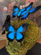 Charger l&#39;image dans la galerie, Vanité avec envolée de papilio Ulysses
