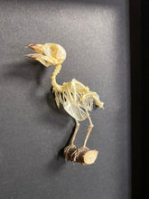 Charger l&#39;image dans la galerie, Cadre squelette d’oiseau
