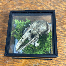 Charger l&#39;image dans la galerie, Véritable crane de lapin dans sa boîte en verre
