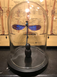 Globe en verre avec libellule Neurobasis Kaupi