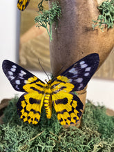 Charger l&#39;image dans la galerie, Papillons dysphania militaris sur main en bois
