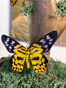 Papillons dysphania militaris sur main en bois