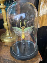 Charger l&#39;image dans la galerie, Cloche en verre avec mante asiatique géante
