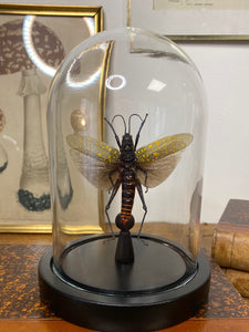 Sauterelle Aularches punctatus sous globe en verre