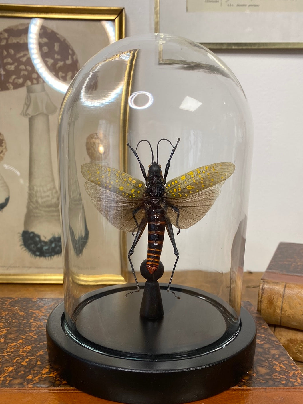 Sauterelle Aularches punctatus sous globe en verre