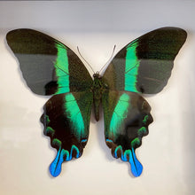 Charger l&#39;image dans la galerie, Cadre papillon « papilio blumei »
