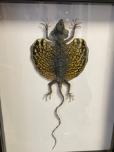 Charger l&#39;image dans la galerie, Cadre véritable lézard volant Draco
