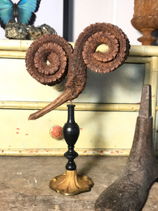 Gousse de graine de tête de bélier sur piédestal en bronze