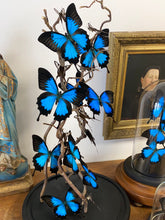 Charger l&#39;image dans la galerie, Envolée de papillons papilio ulysses sous globe en verre (ENVOI IMPOSSIBLE)

