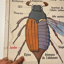 Charger l&#39;image dans la galerie, Disque d’Elytres de scarabées sous cadre

