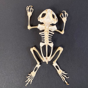 Cadre squelette de crapaud