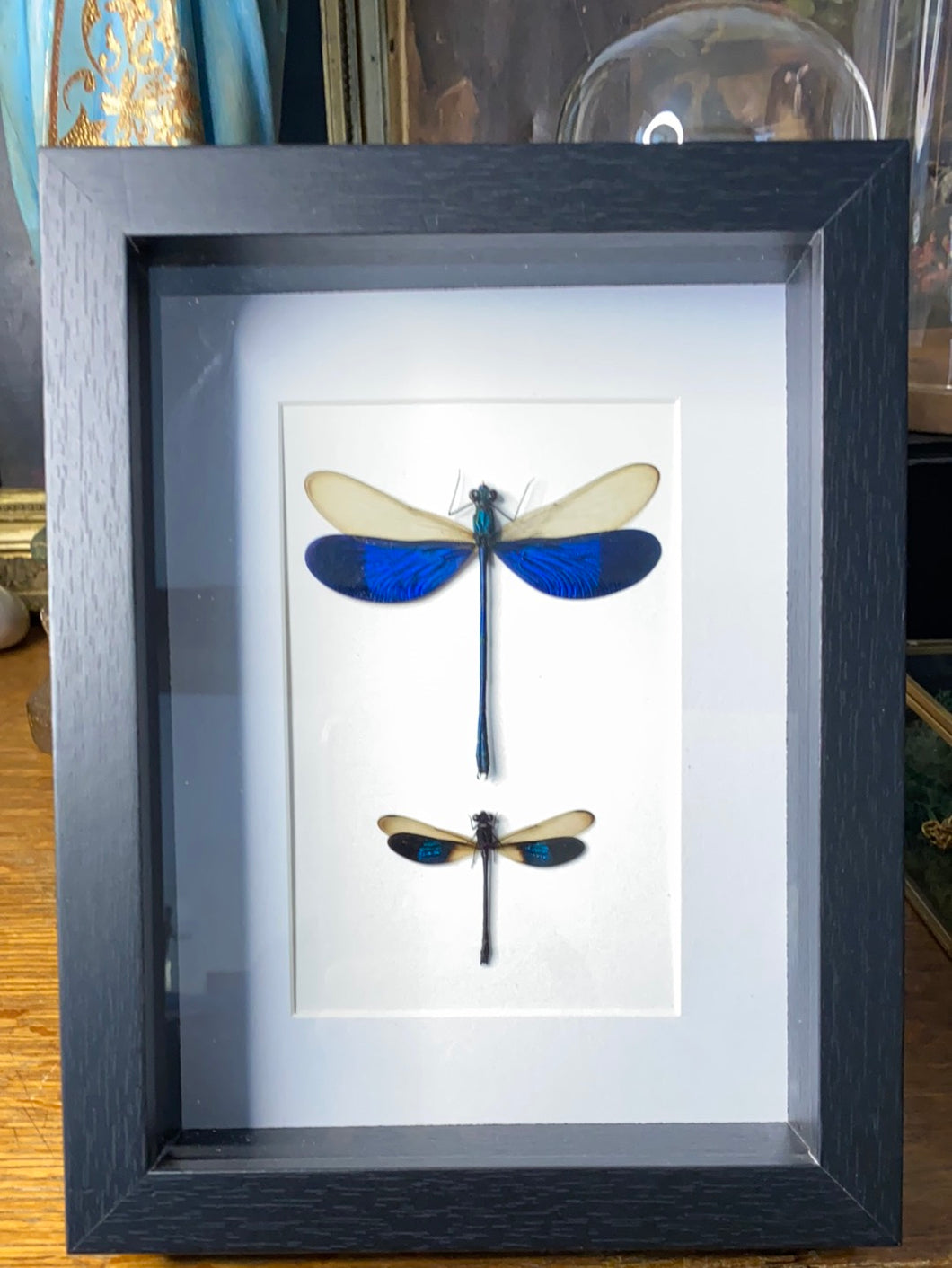 Cadre duo de libellules