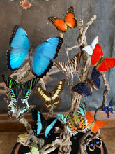 Charger l&#39;image dans la galerie, Envolée de papillons sous globe napoléonien (ENVOI IMPOSSIBLE)
