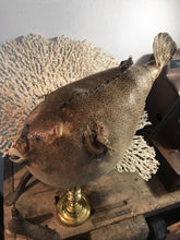 Charger l&#39;image dans la galerie, Superbe poisson globe sur bougeoir
