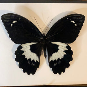 Cadre papillon « papilio gambrisius »