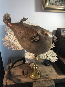 Superbe poisson globe sur bougeoir