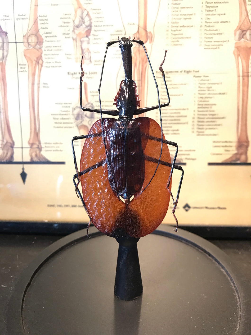 Scarabée violon ( Mormolyse)sous globe en verre