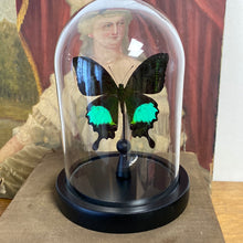 Charger l&#39;image dans la galerie, Papilio paris detanii sous globe en verre
