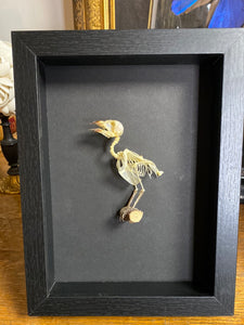Cadre squelette d’oiseau