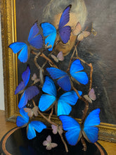 Charger l&#39;image dans la galerie, Envolée de papillons Morpho sous globe Napoleon 3, ENVOI IMPOSSIBLE

