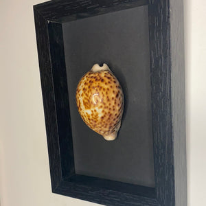 Cadre coquillage petit modèle