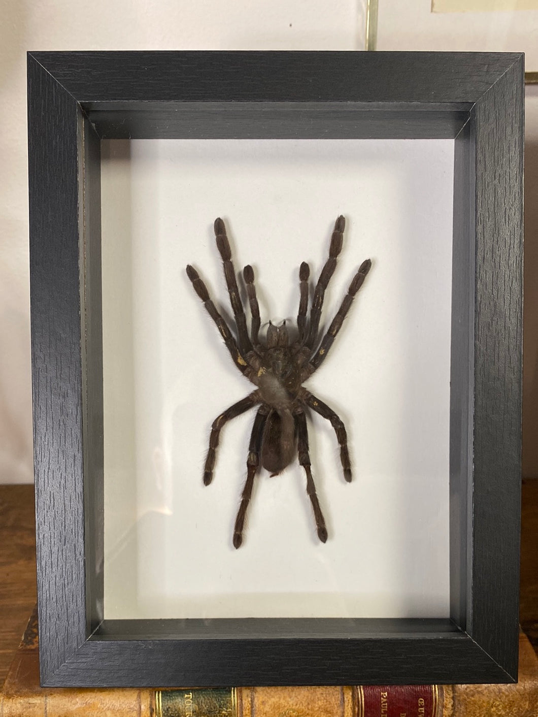 Cadre araignée selenocosmia javanensis