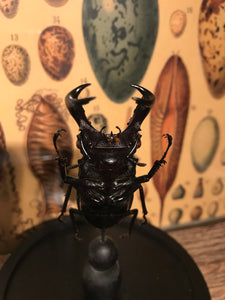 Globe en verre scarabée Hexarthrius parryi
