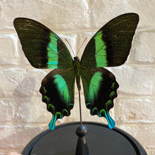 Charger l&#39;image dans la galerie, Cloche en verre avec papilio blumei

