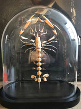 Charger l&#39;image dans la galerie, Éclaté de langoustine « Nephrops norveginus »

