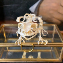 Charger l&#39;image dans la galerie, Véritable squelette de crapaud «duttaphrynus melanostictus » dans sa boîte en verre
