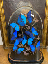 Charger l&#39;image dans la galerie, Envolée de papillons Morpho sous globe Napoleon 3, ENVOI IMPOSSIBLE

