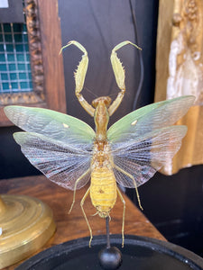 Cloche en verre avec mante asiatique géante