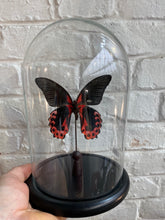 Charger l&#39;image dans la galerie, Cloche en verre avec papilio rumanzovia
