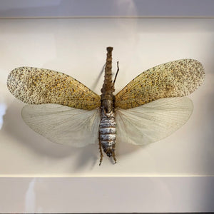 Cadre pyrops zanna nobilis