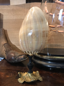 Coquillage Melo diadema