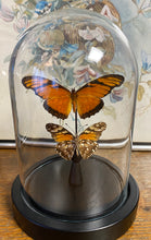 Charger l&#39;image dans la galerie, Duo de Papillons Dione Juno
