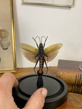 Charger l&#39;image dans la galerie, Sauterelle Aularches punctatus sous globe en verre
