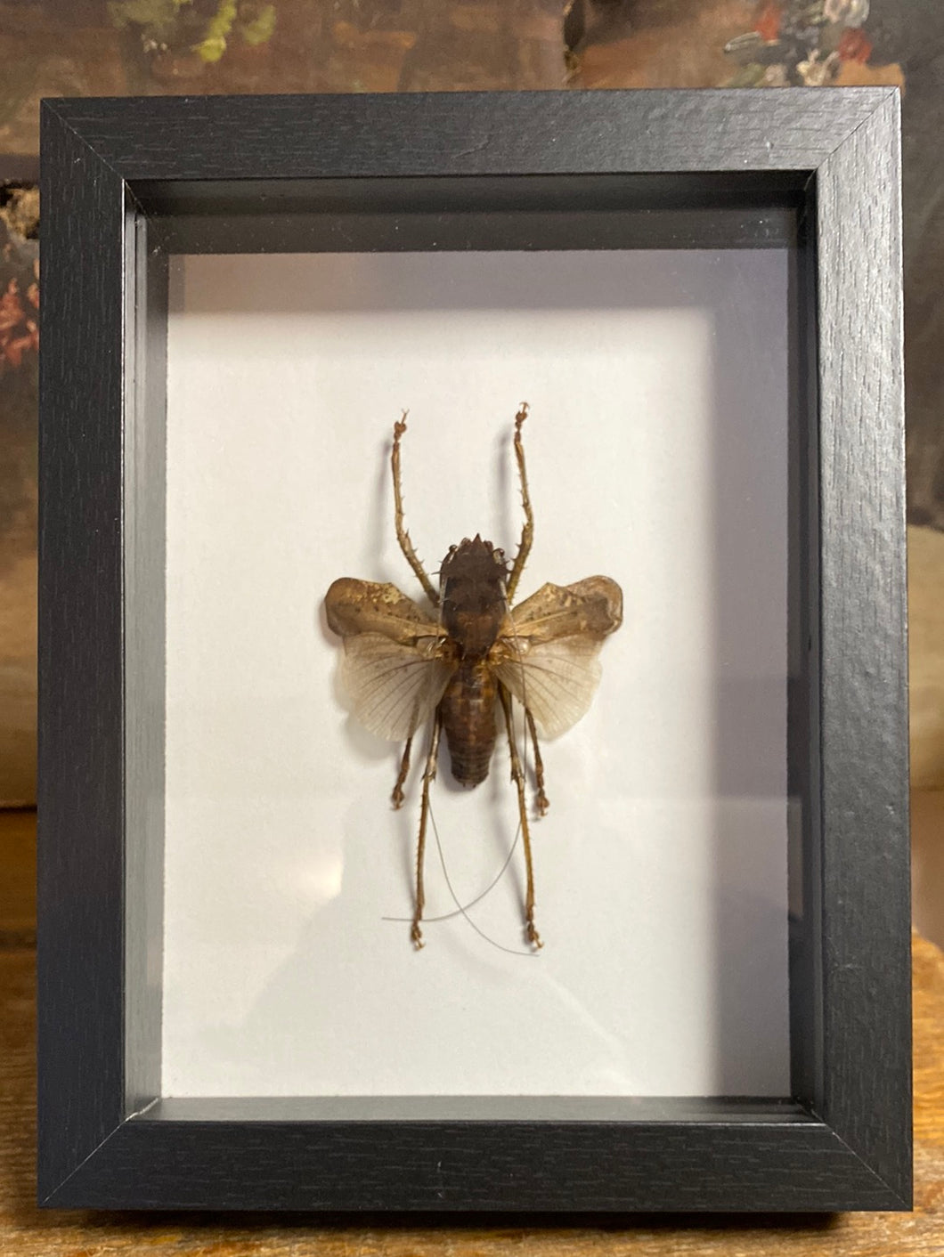 Cadre lesina ensifera