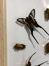 Charger l&#39;image dans la galerie, Cadre géométrie aux papillons et insectes
