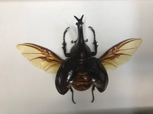 Charger l&#39;image dans la galerie, Cadre xylotrupes Gideon
