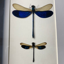 Charger l&#39;image dans la galerie, Cadre duo de libellules
