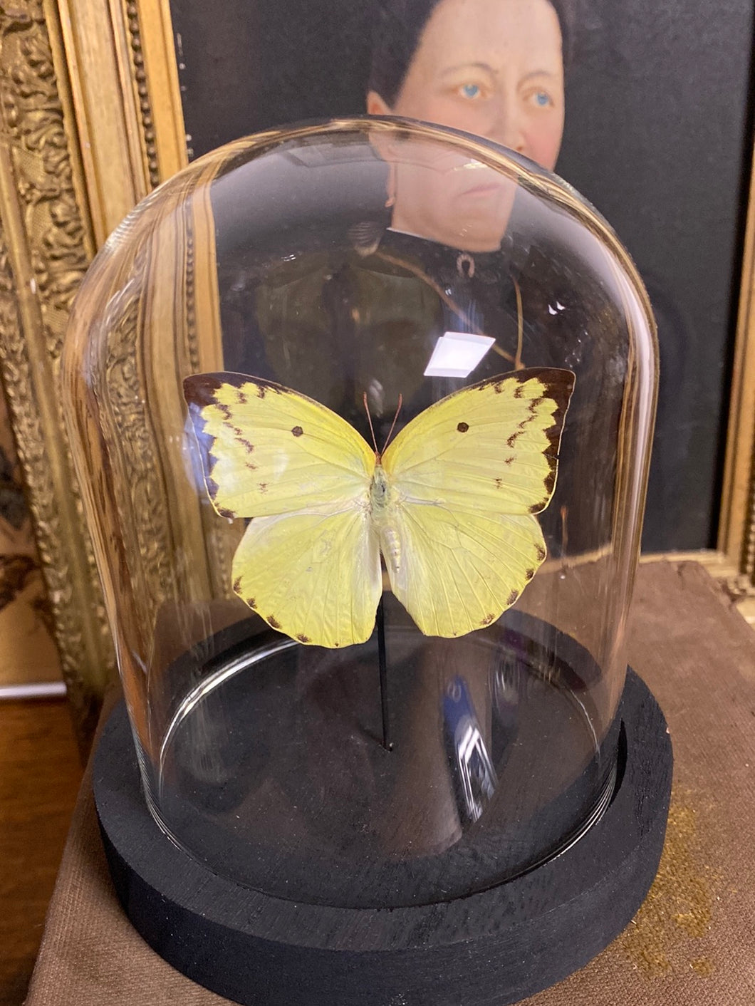 Globe papillon