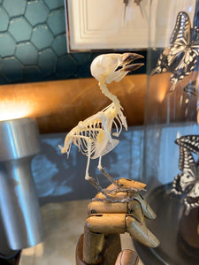 Squelette d’oiseau sur main articulé en bois