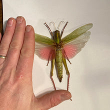 Charger l&#39;image dans la galerie, Cadre sauterelle Chondacris rosea
