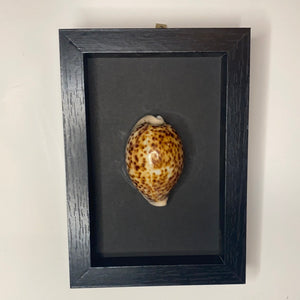 Cadre coquillage petit modèle