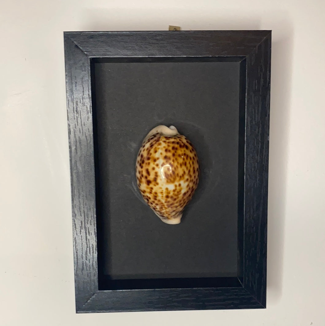 Cadre coquillage petit modèle