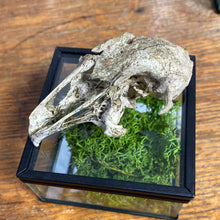 Charger l&#39;image dans la galerie, Véritable crane de lapin dans sa boîte en verre
